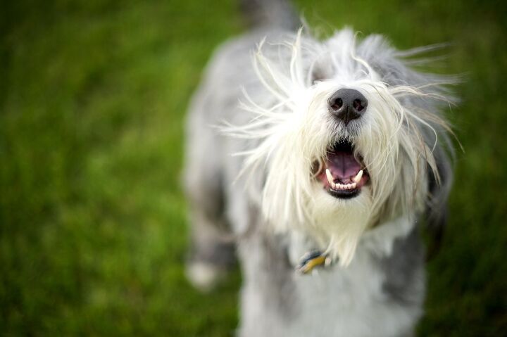 ask the animal communicator why does my dog bark so much, BoulderPhoto Shutterstock