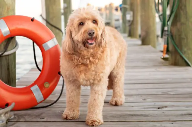 miniature goldendoodle, Danielle W Press Shutterstock