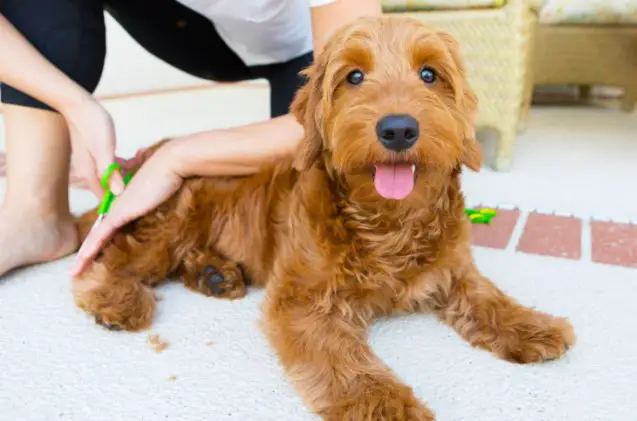 miniature goldendoodle, Kathy images Shutterstock