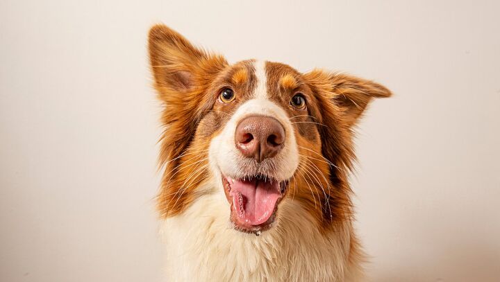 how to stop your dog from following you around the house, Kuttelvaserova Stuchelova Shutterstock