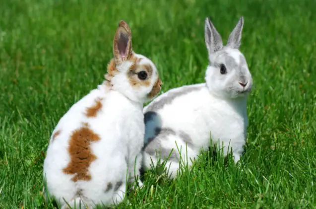 cutest rabbit breeds, Kassia Marie Ott Shutterstock