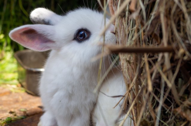 cutest rabbit breeds, Sindii Shutterstock