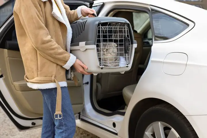 royal canin and uber pet partner to give free rides to cat owners, New Africa Shutterstock