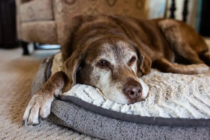 what are the symptoms of dementia in dogs, Cavan Images Shutterstock