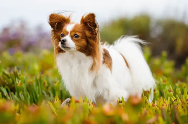 spaniel breeds, everydoghasastory Shutterstock