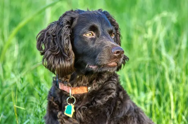 spaniel breeds, Cynthia Davison Shutterstock