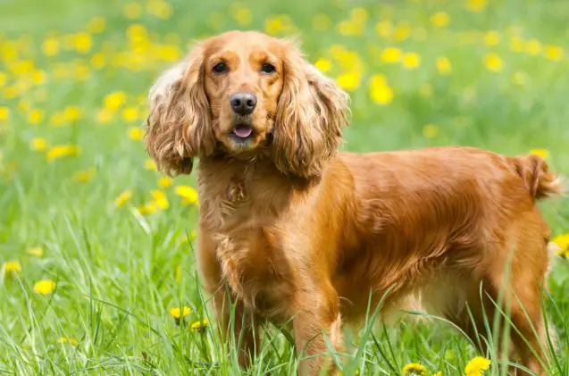 spaniel breeds, Labrador Photo Video Shutterstock