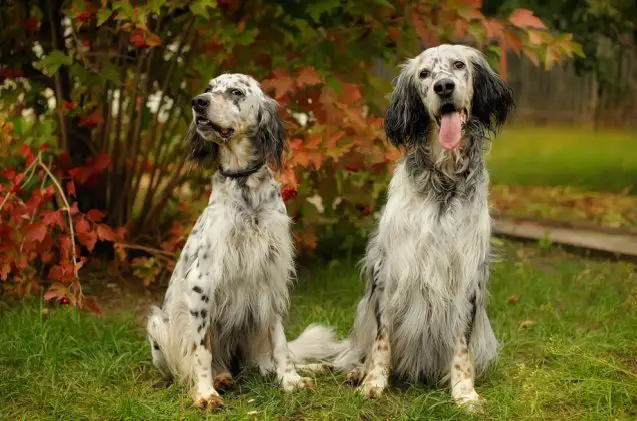 spaniel breeds, Kseniia Kolesnikova Shutterstock