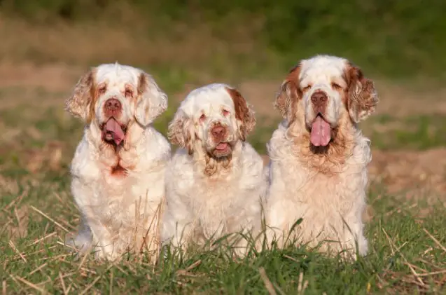 spaniel breeds, Lenkadan Shutterstock