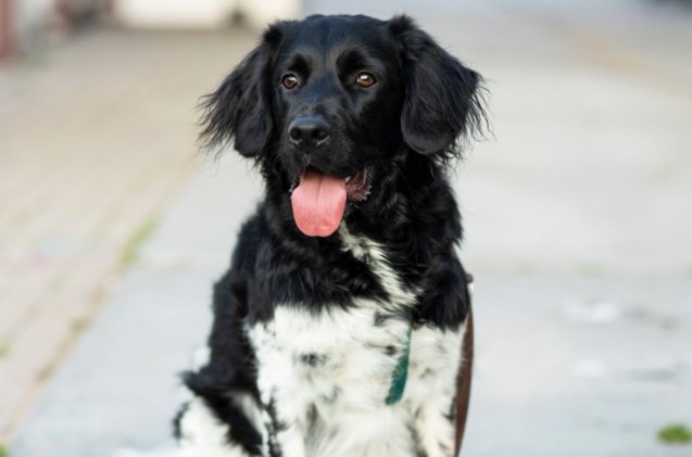 spaniel breeds, Lea Rae Shutterstock