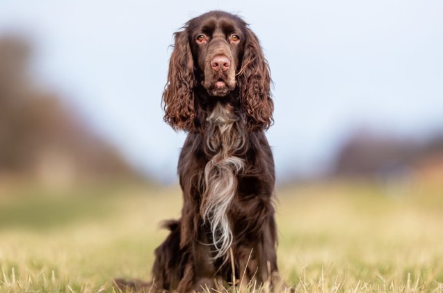 spaniel breeds, BIGANDT COM Shutterstock