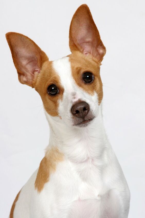 rat terrier