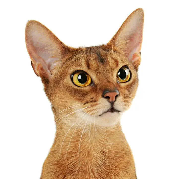 abyssinian