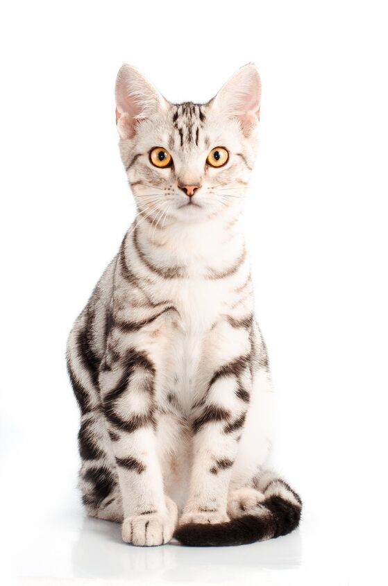 american shorthair