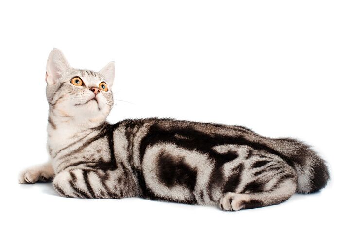 american shorthair