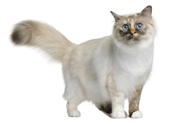 birman