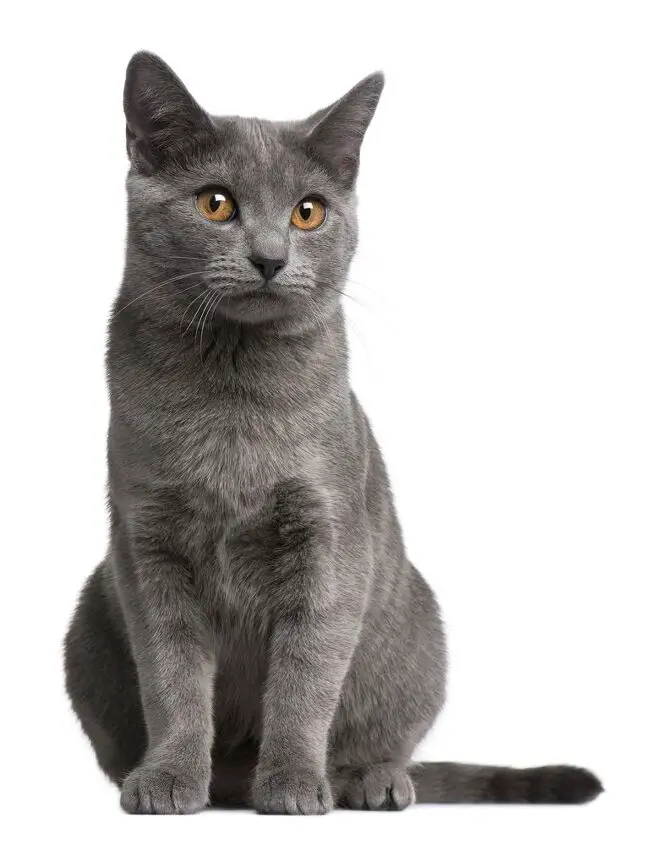 chartreux