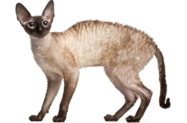 cornish rex