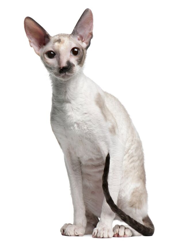 cornish rex