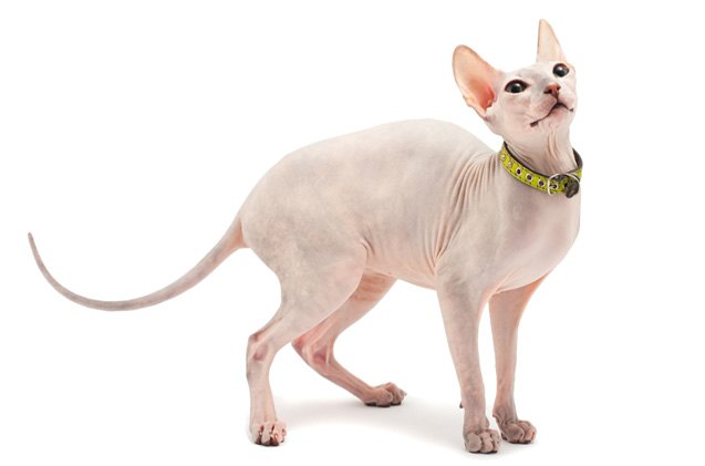 don hairless