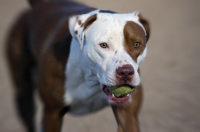 top 10 dog breeds with allergies