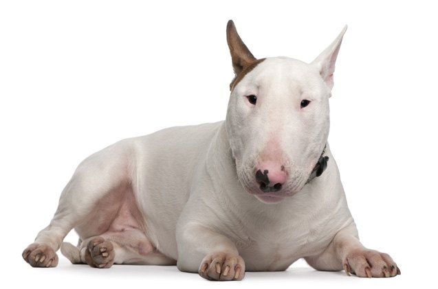 top 10 dog breeds with allergies