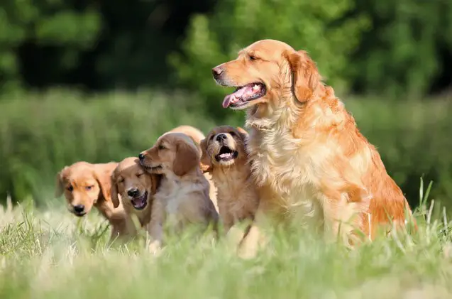 top 10 dog breeds with allergies