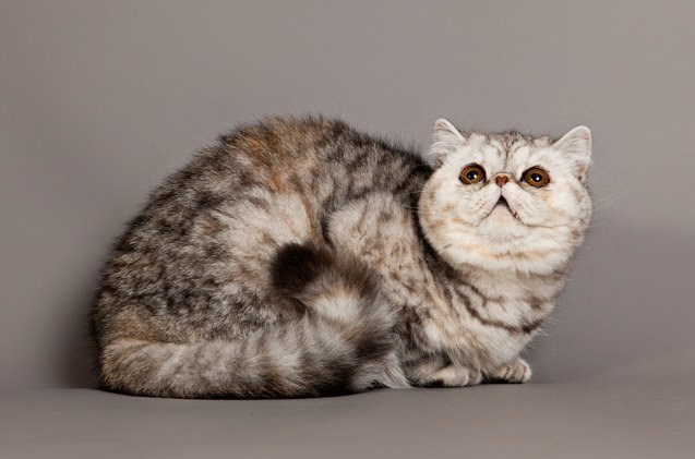 exotic shorthair