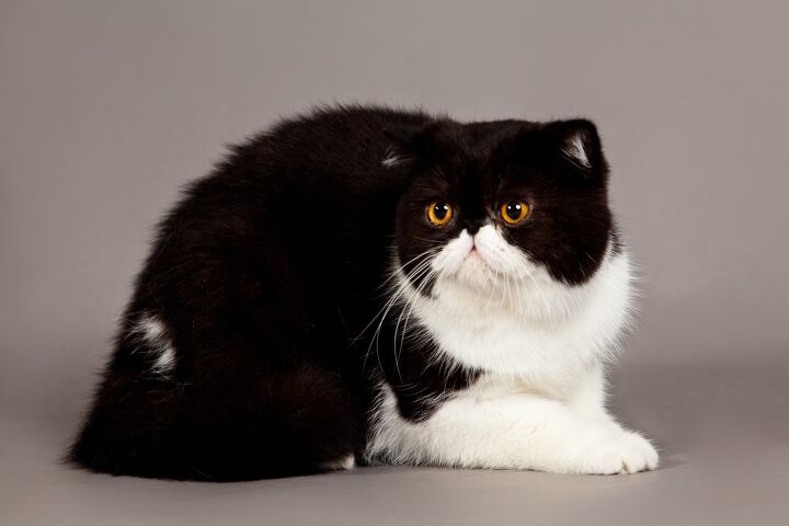 exotic shorthair