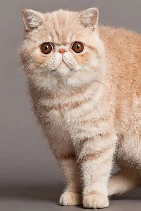 exotic shorthair