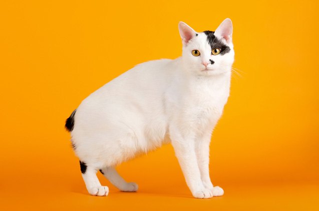 japanese bobtail