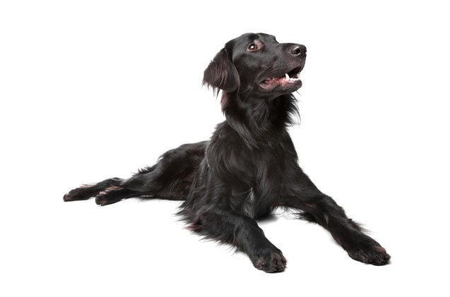 flat coated retriever