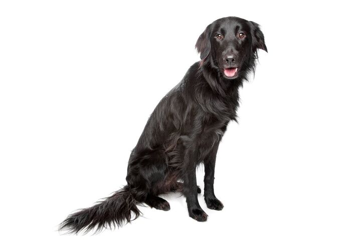 flat coated retriever