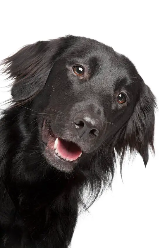 flat coated retriever