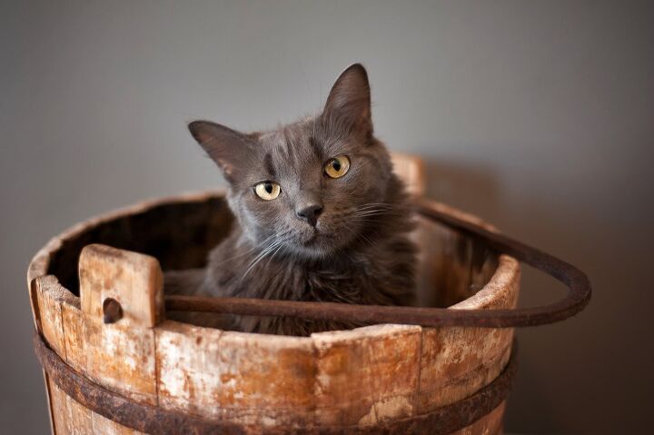 nebelung