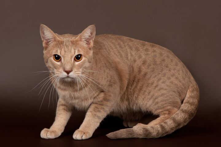 ocicat