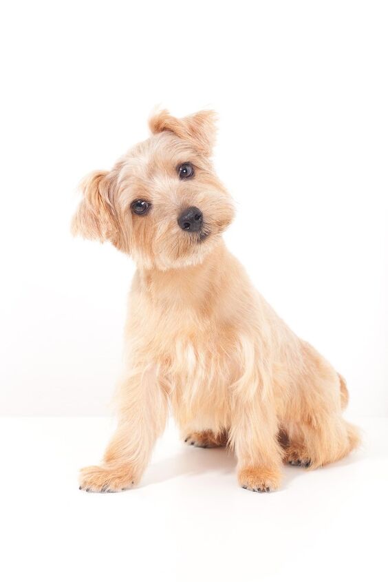 norfolk terrier