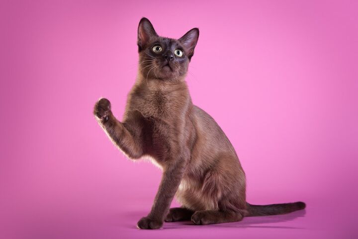 tonkinese