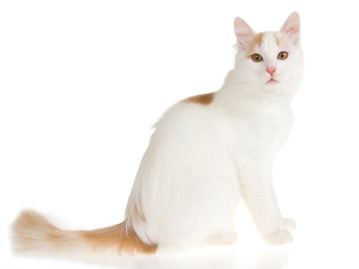 turkish van