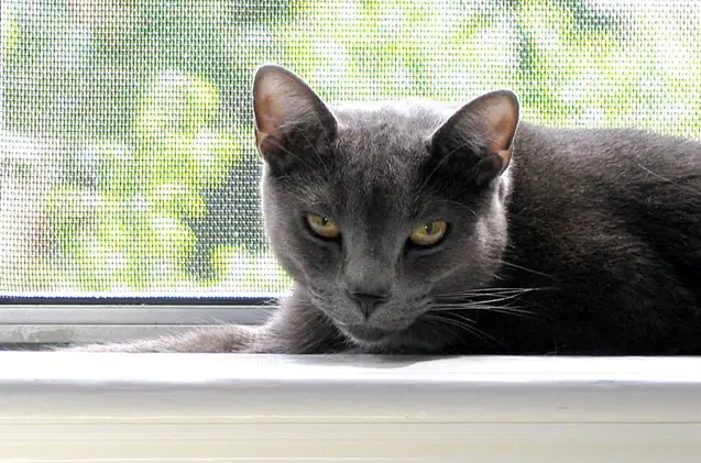 russian blue