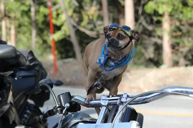 enter your biker dog in the tails tailpipes biketoberfest phot