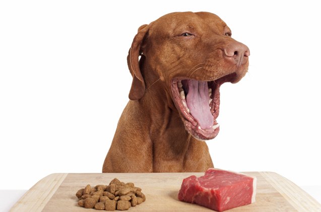 making the switch to a raw food diet for dogs