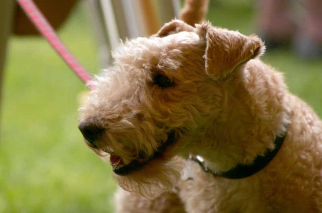 lakeland terrier