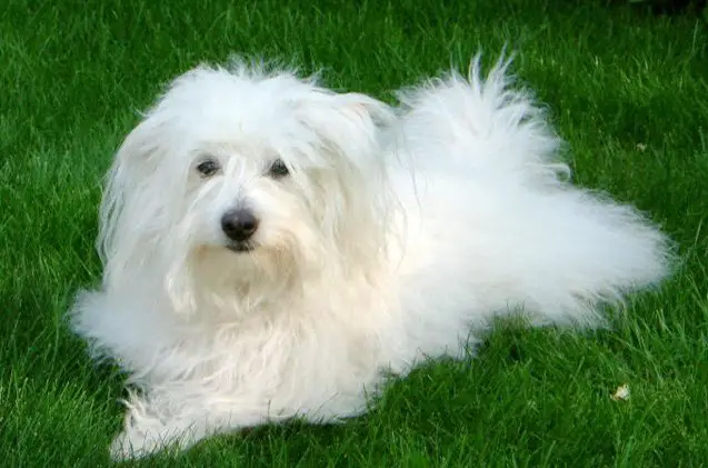 coton de tulear