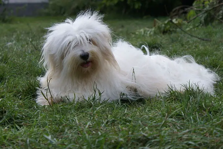 coton de tulear