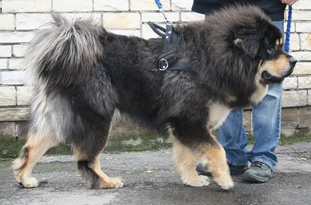 tibetan mastiff