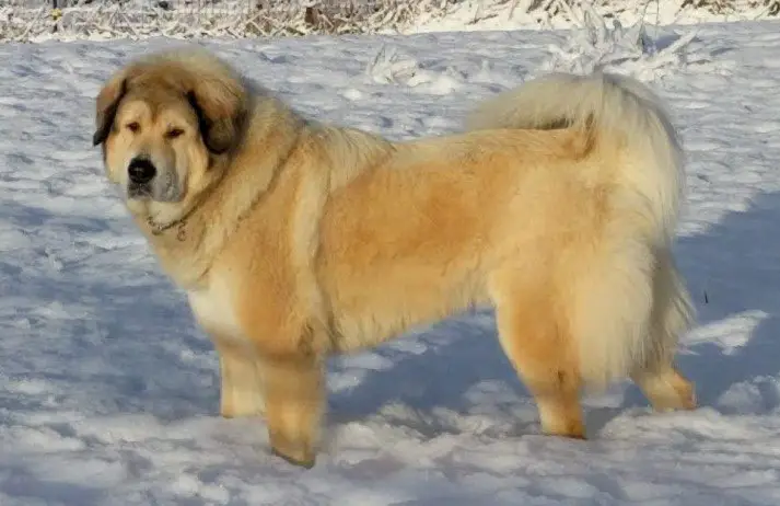 tibetan mastiff