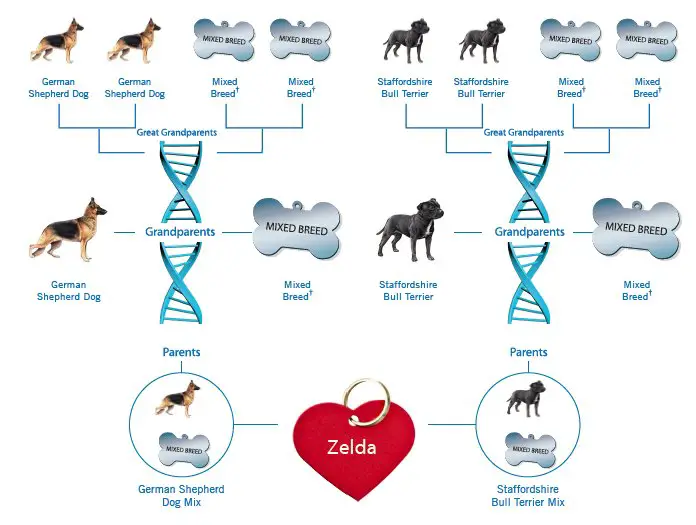 wisdom panel 2 0 review