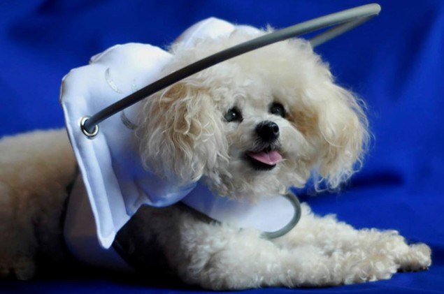 muffins halo is a fashionable guide for blind dogs