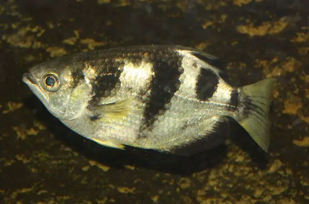 archerfish